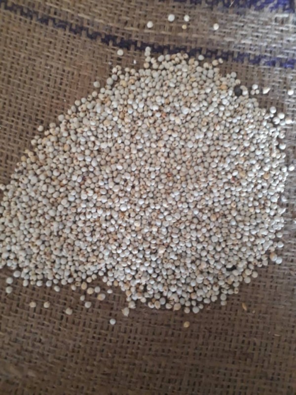 white Sorghurm from Sudan